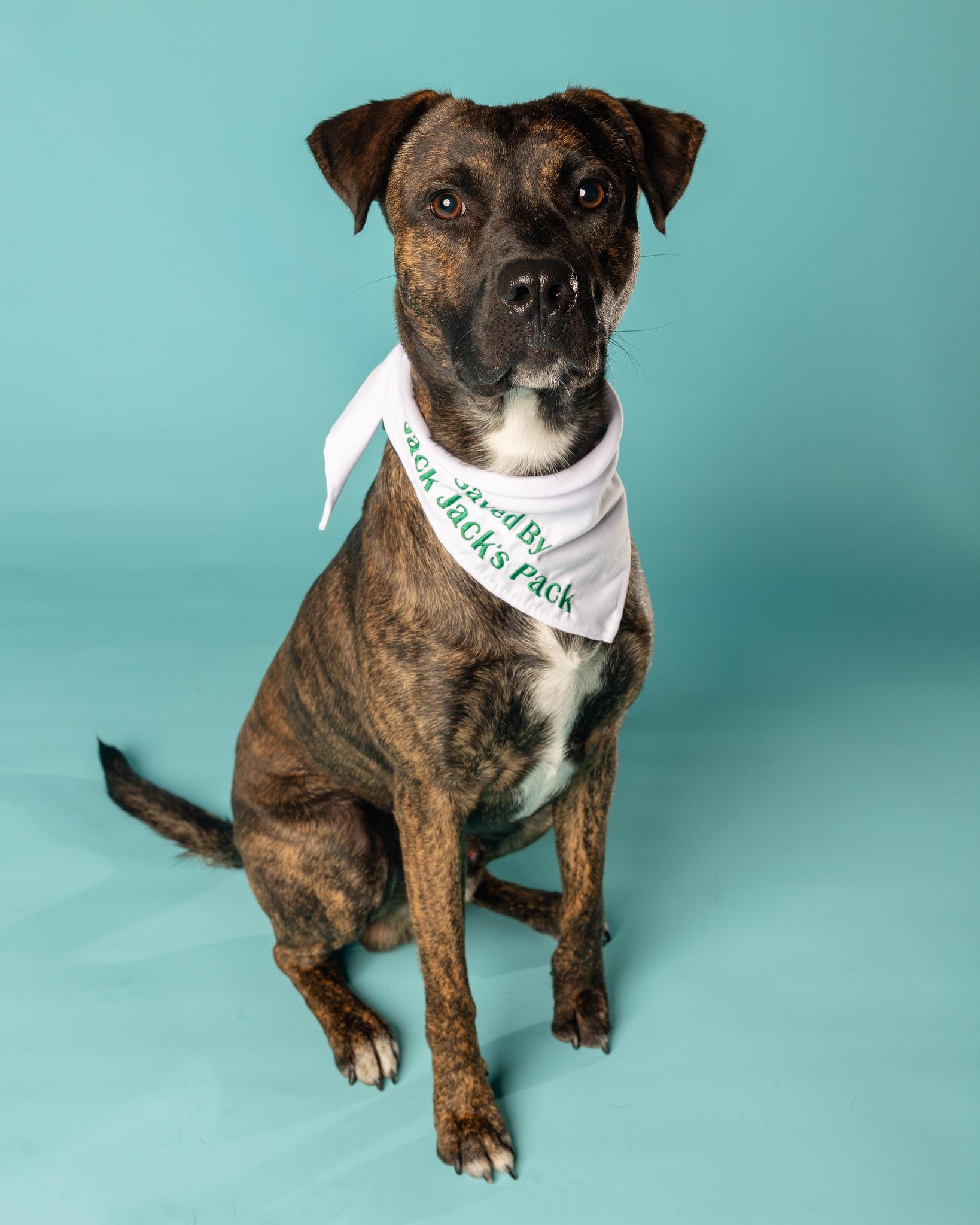 Vegas, Adoptable, Young Male Australian Cattle Dog / Blue Heeler & Plott Hound.