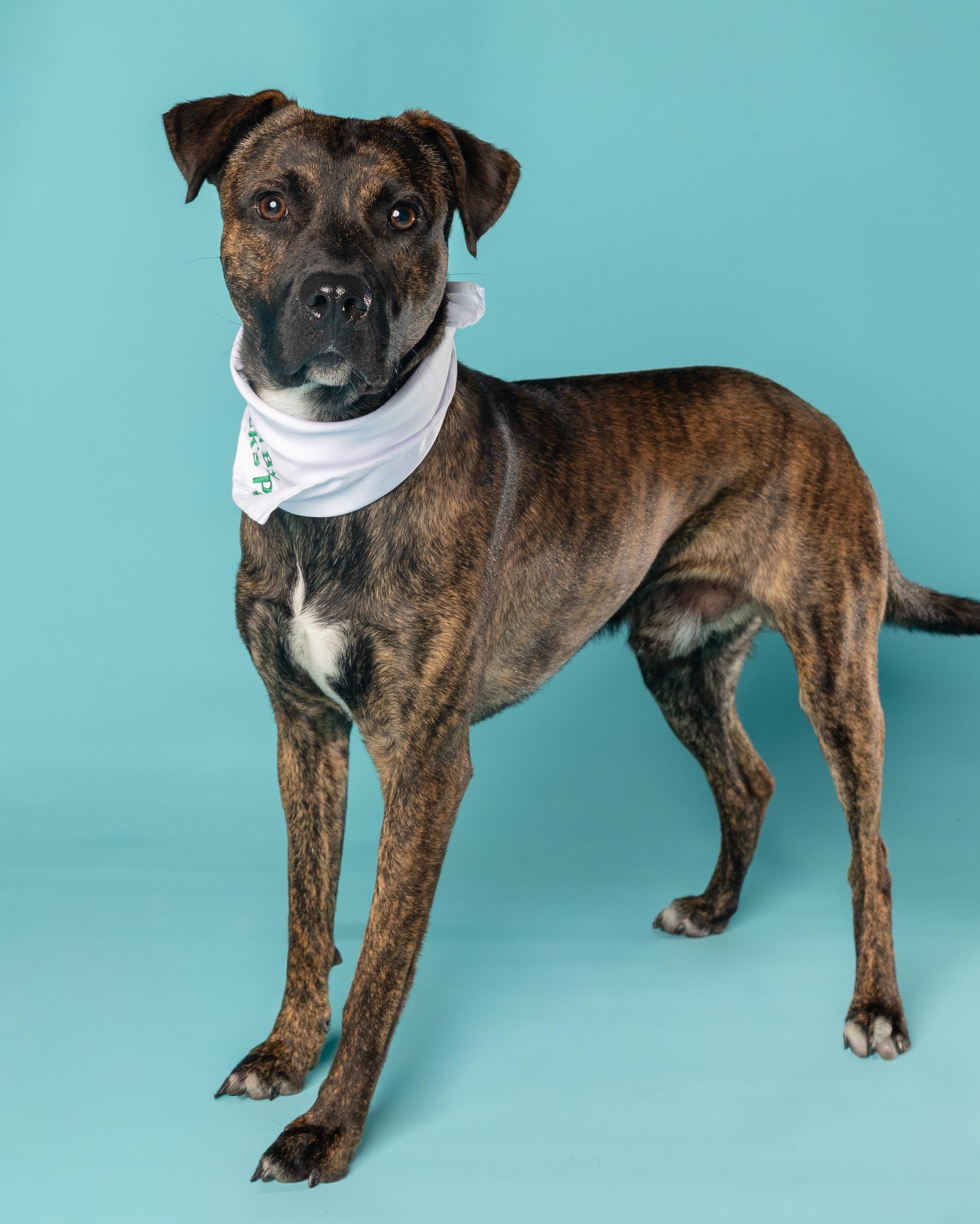 Enlarge Vegas, a Adoptable mixed breed in Pflugerville, TX image 3/6