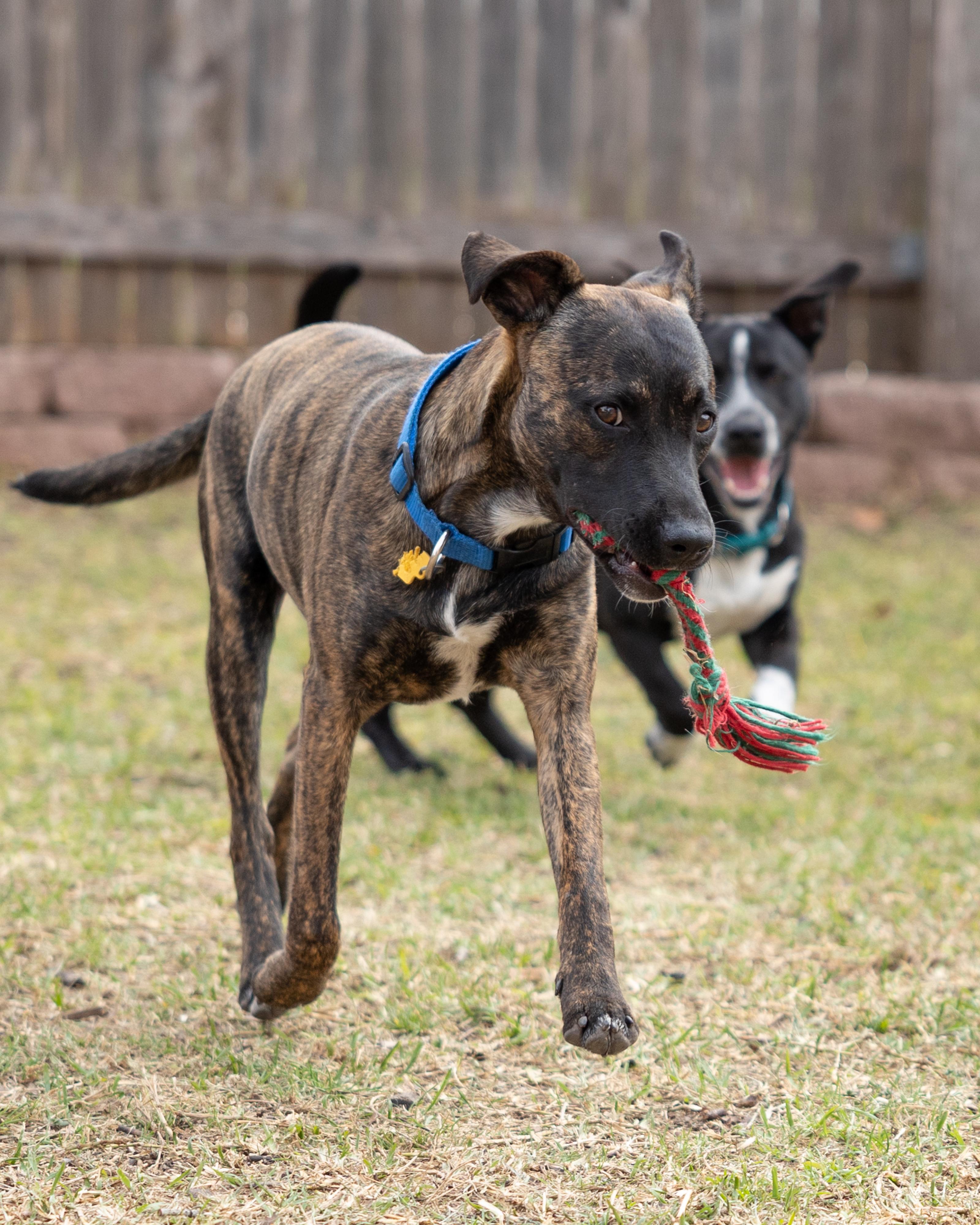 Enlarge Vegas, a Adoptable mixed breed in Pflugerville, TX image 2/6