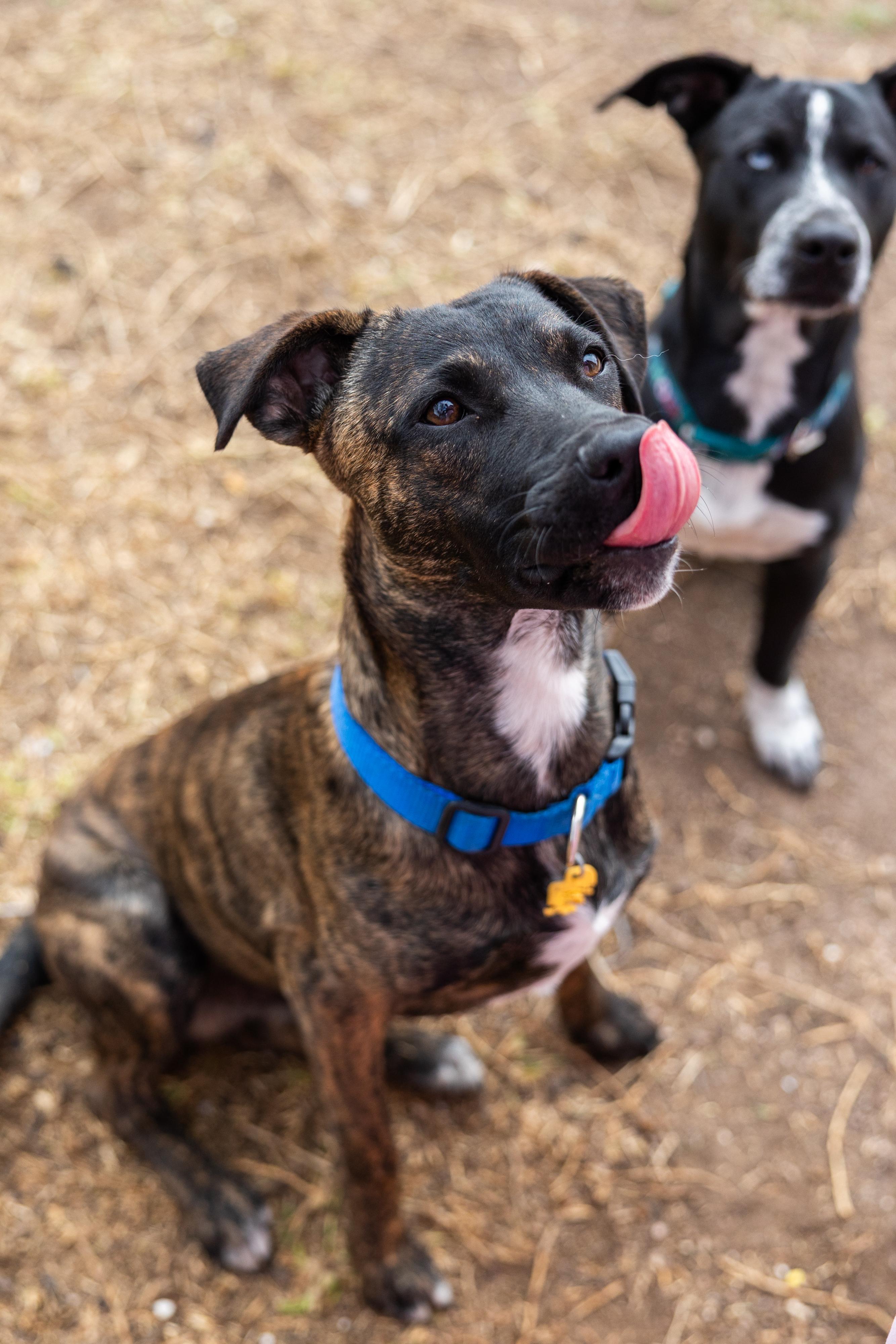 Enlarge Vegas, a Adoptable mixed breed in Pflugerville, TX image 4/6