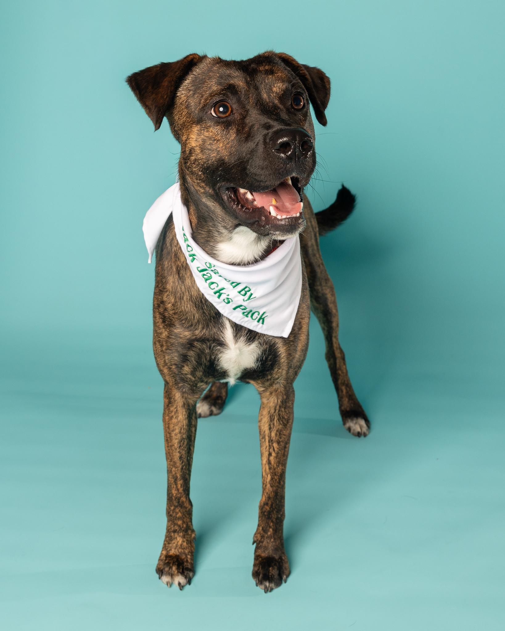 Enlarge Vegas, a Adoptable mixed breed in Pflugerville, TX image 6/6