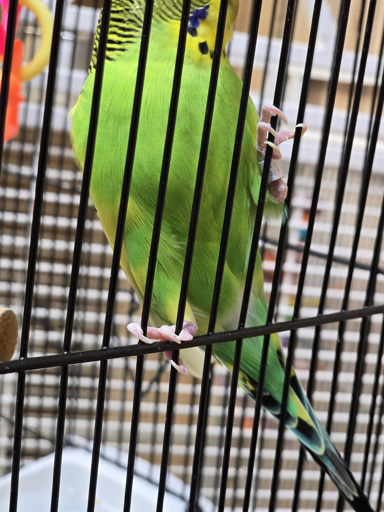 Tweedle Dee, Adoptable, Adult Male Parakeet (Other).
