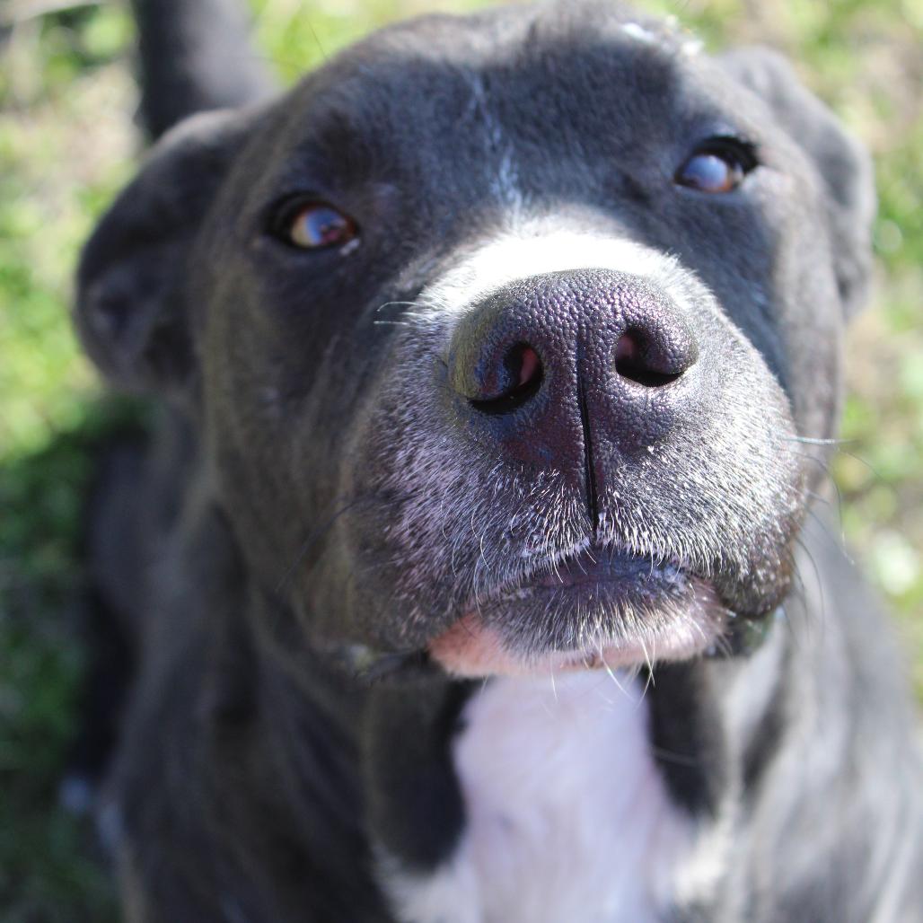 Enlarge Otis, a Adoptable Retriever in Cleveland, MS image 1/3