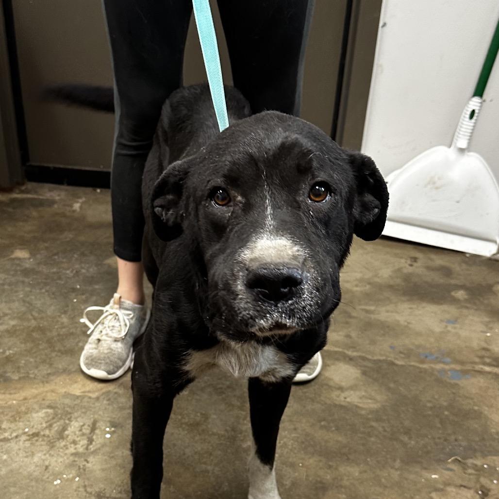 Enlarge Otis, a Adoptable Retriever in Cleveland, MS image 1/1