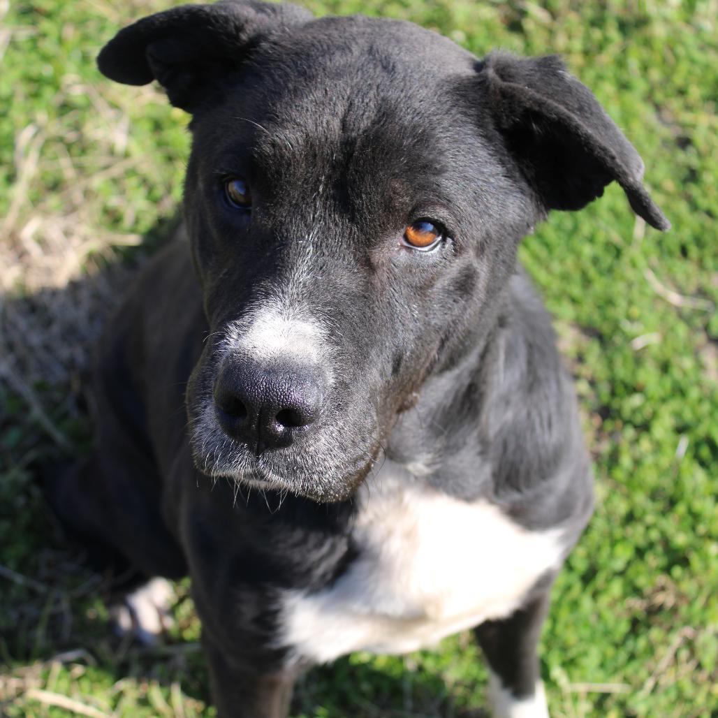 Enlarge Otis, a Adoptable Retriever in Cleveland, MS image 3/3