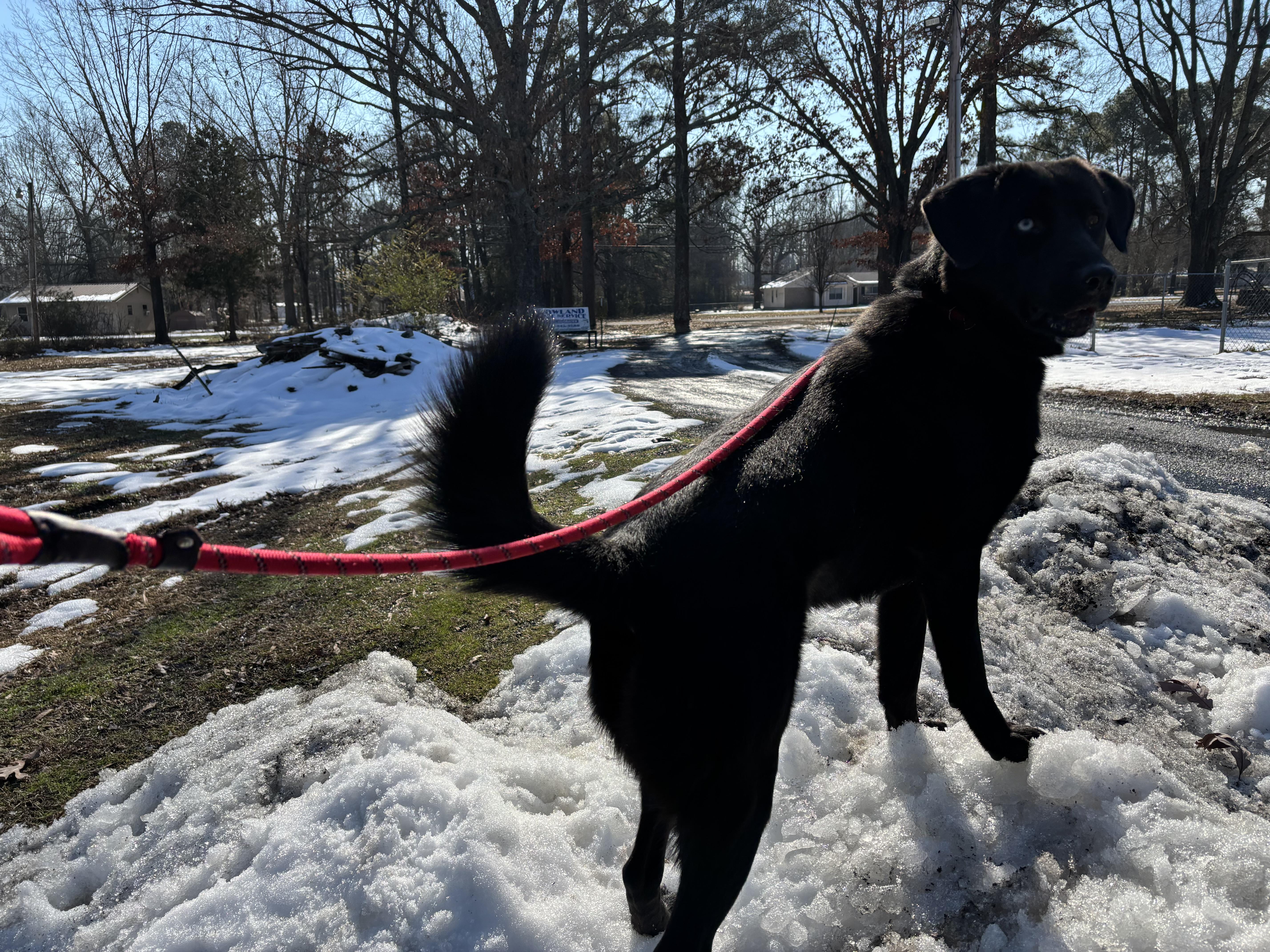 Ebony, a Adoptable mixed breed image 5/5
