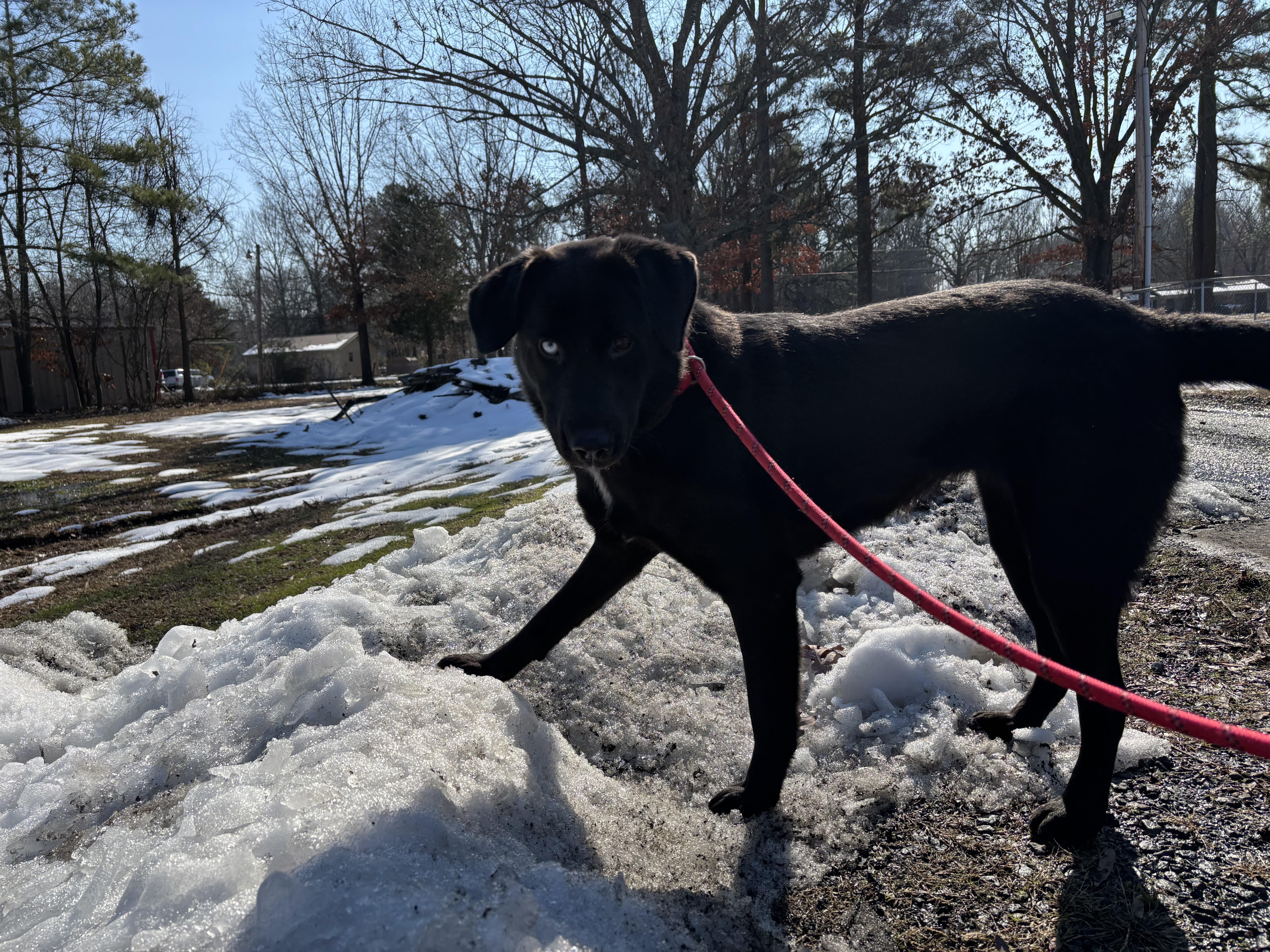 Ebony, a Adoptable mixed breed image 4/5