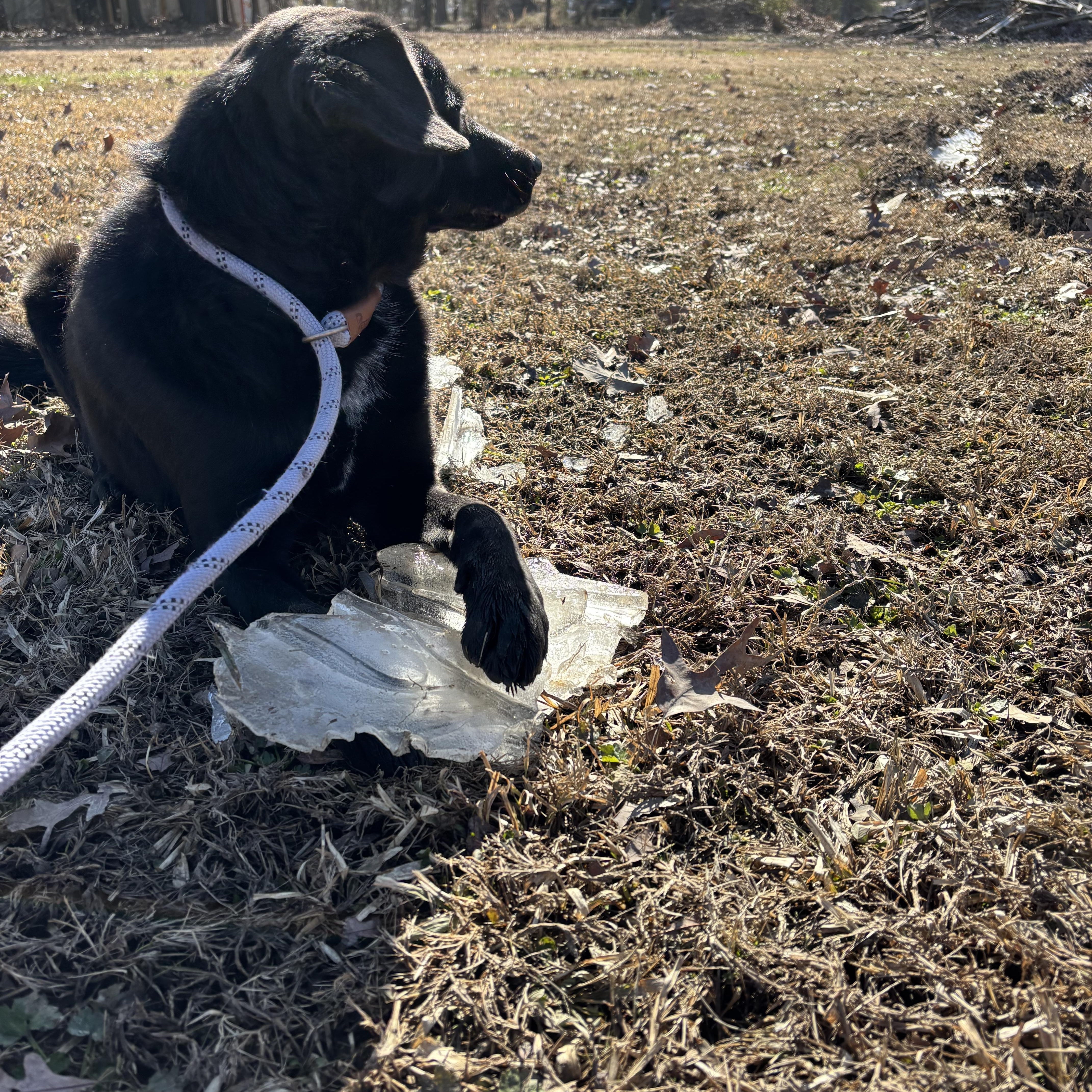 Ebony, a Adoptable mixed breed image 2/5