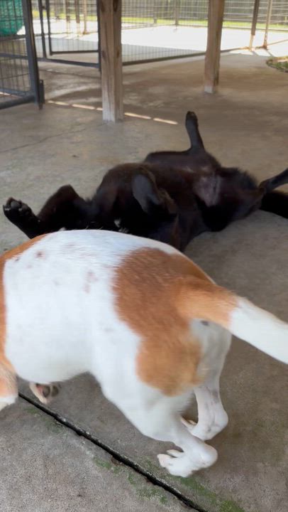 Enlarge Ebony, a Adoptable mixed breed video 3/5