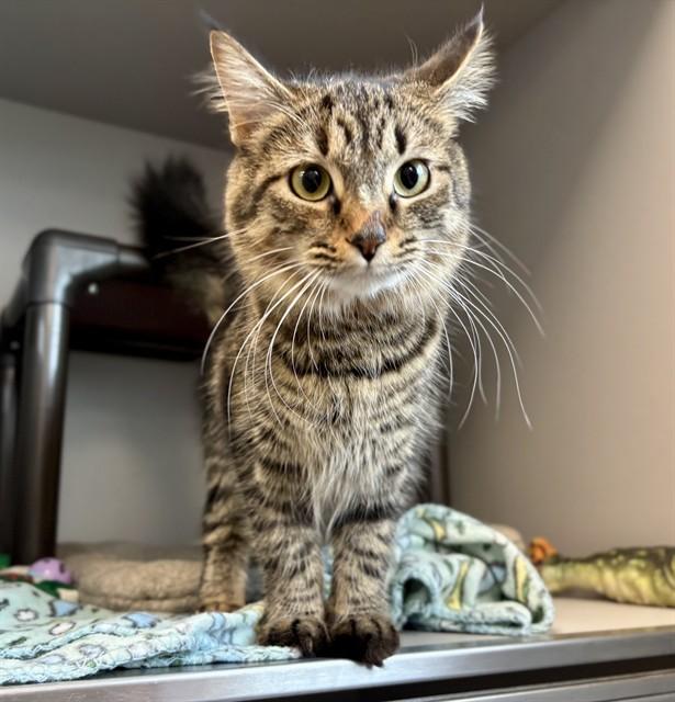 Enlarge COCO, a Adoptable Domestic Short Hair in Kalamazoo, MI image 1/1