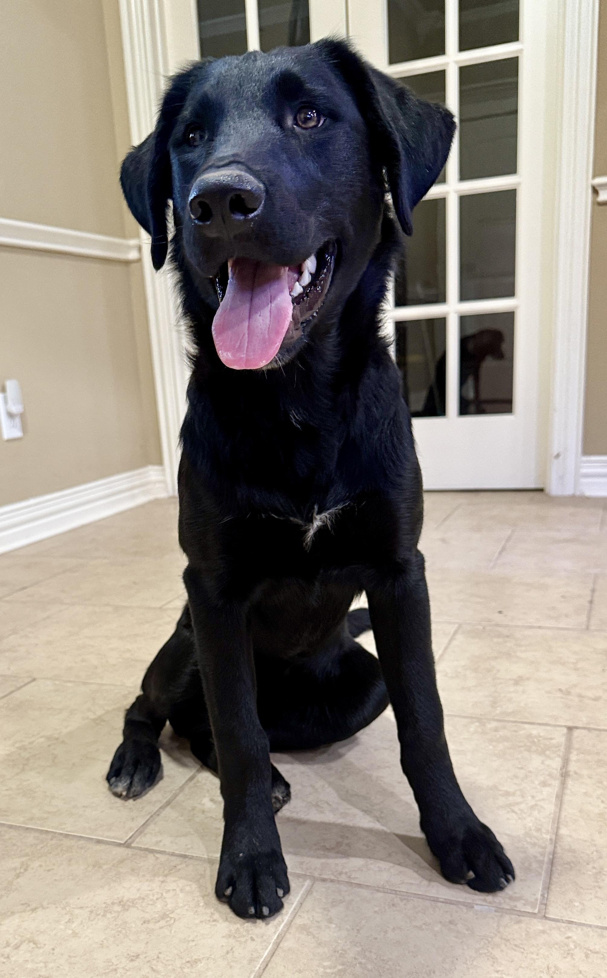 Enlarge Gwenly, a Adoptable mixed breed in Seattle, WA image 1/4