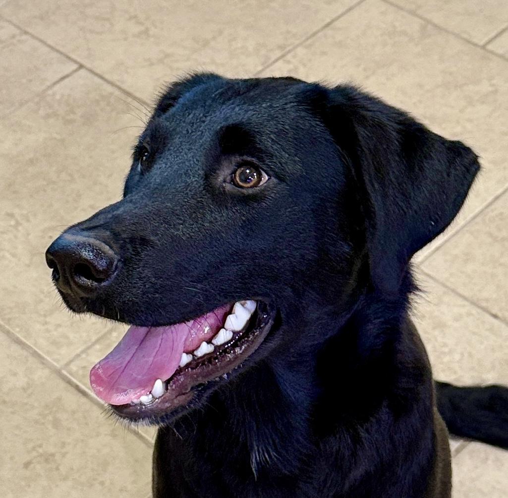 Enlarge Gwenly, a Adoptable mixed breed in Seattle, WA image 2/4