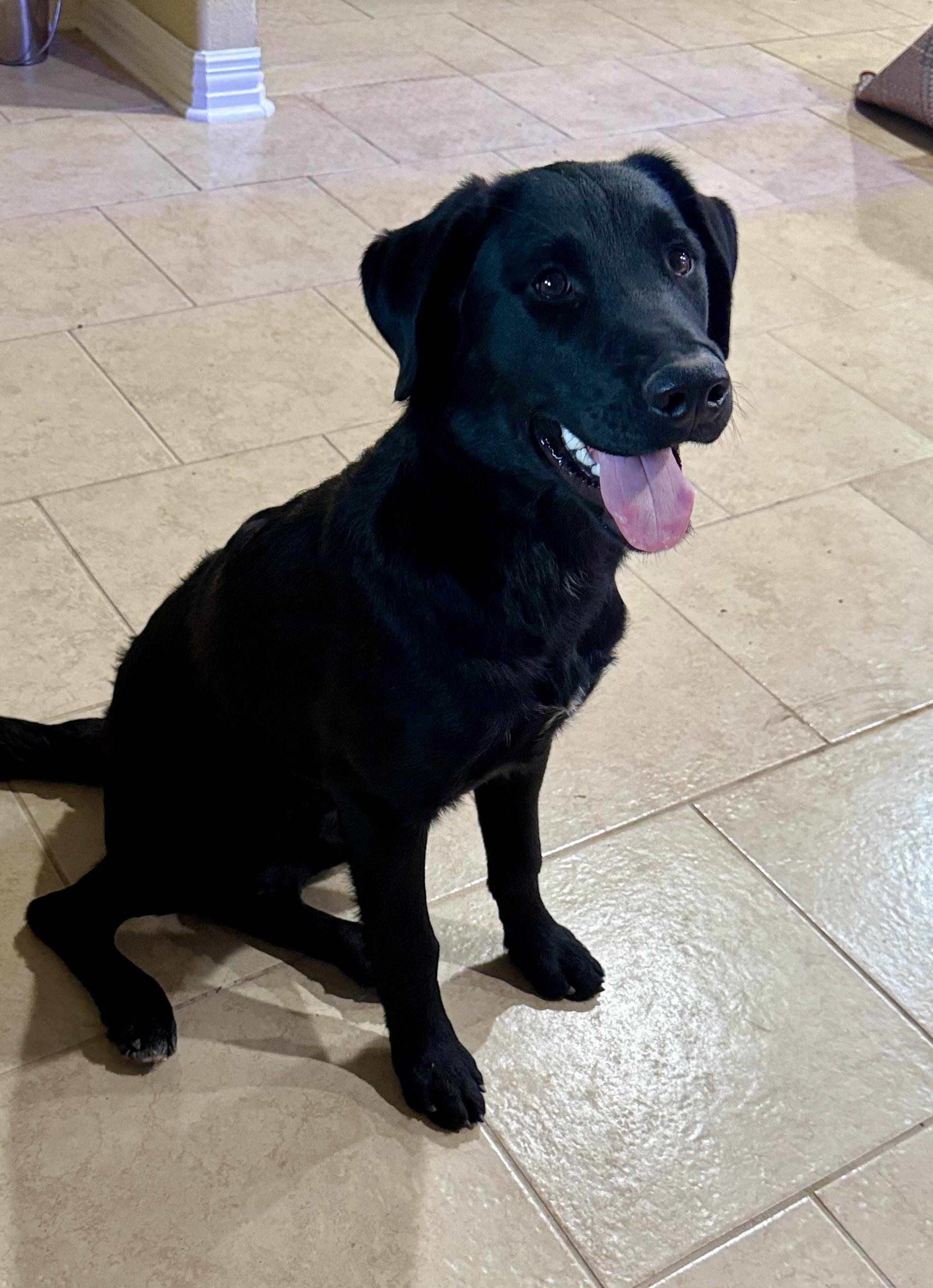 Enlarge Gwenly, a Adoptable mixed breed in Seattle, WA image 3/4