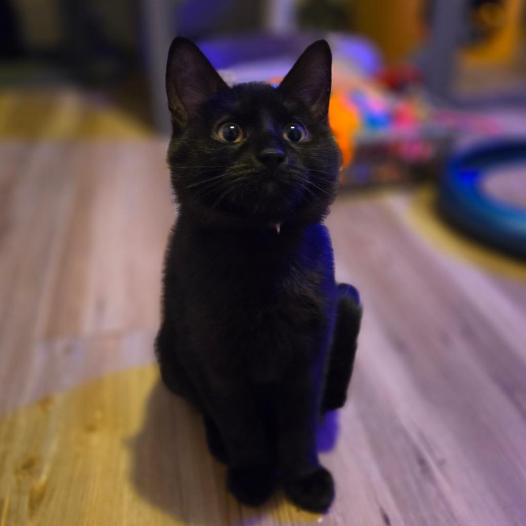 Ozzy, Adoptable, Kitten Male Domestic Short Hair.