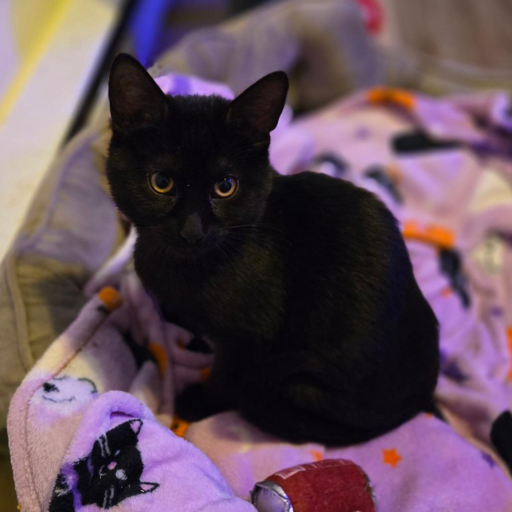 Enlarge Ozzy, a Adoptable Domestic Short Hair in Ephrata, PA image 2/6