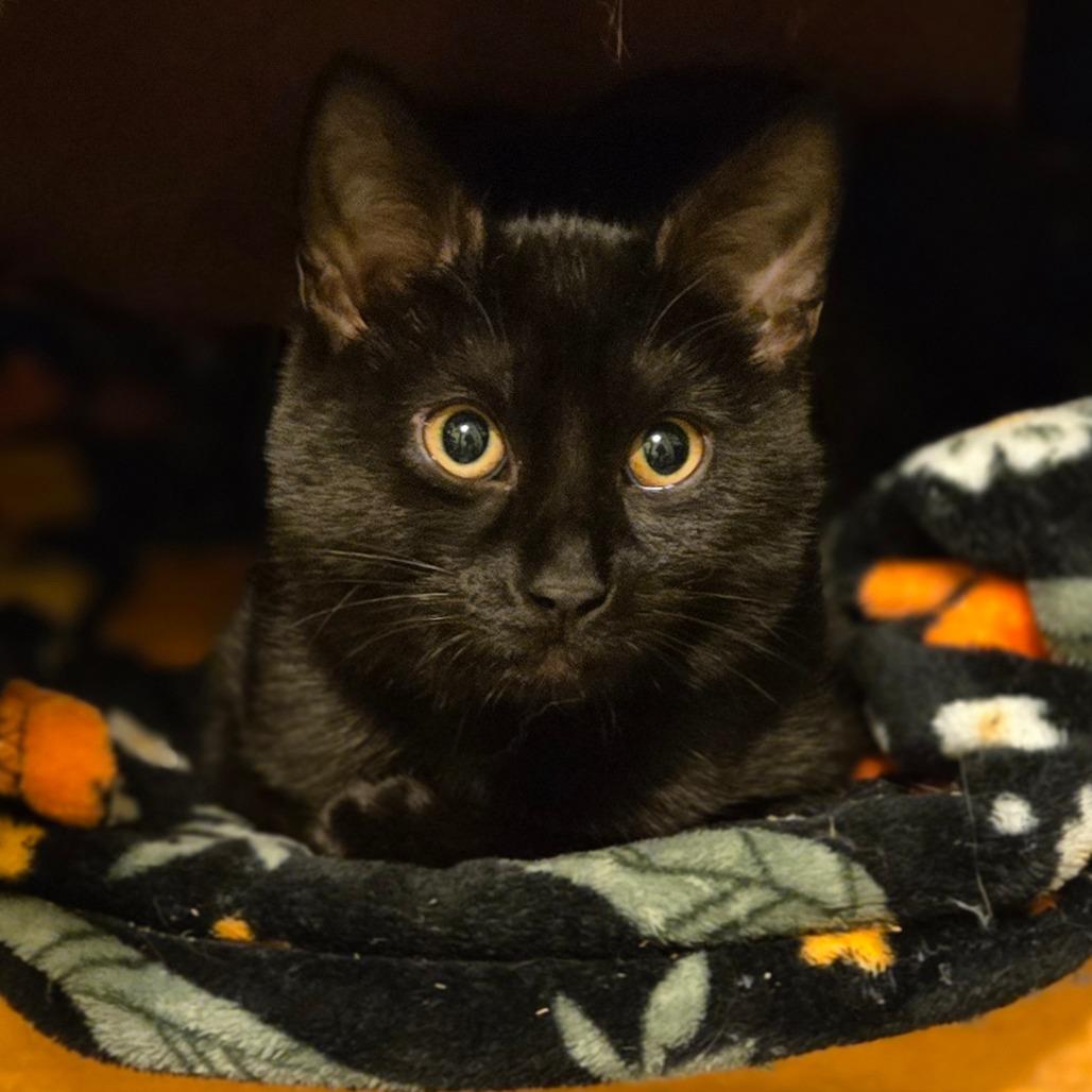 Enlarge Ozzy, a Adoptable Domestic Short Hair in Ephrata, PA image 3/6