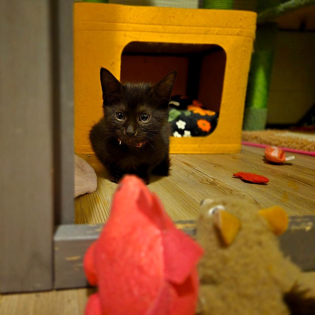 Enlarge Ozzy, a Adoptable Domestic Short Hair in Ephrata, PA image 4/6