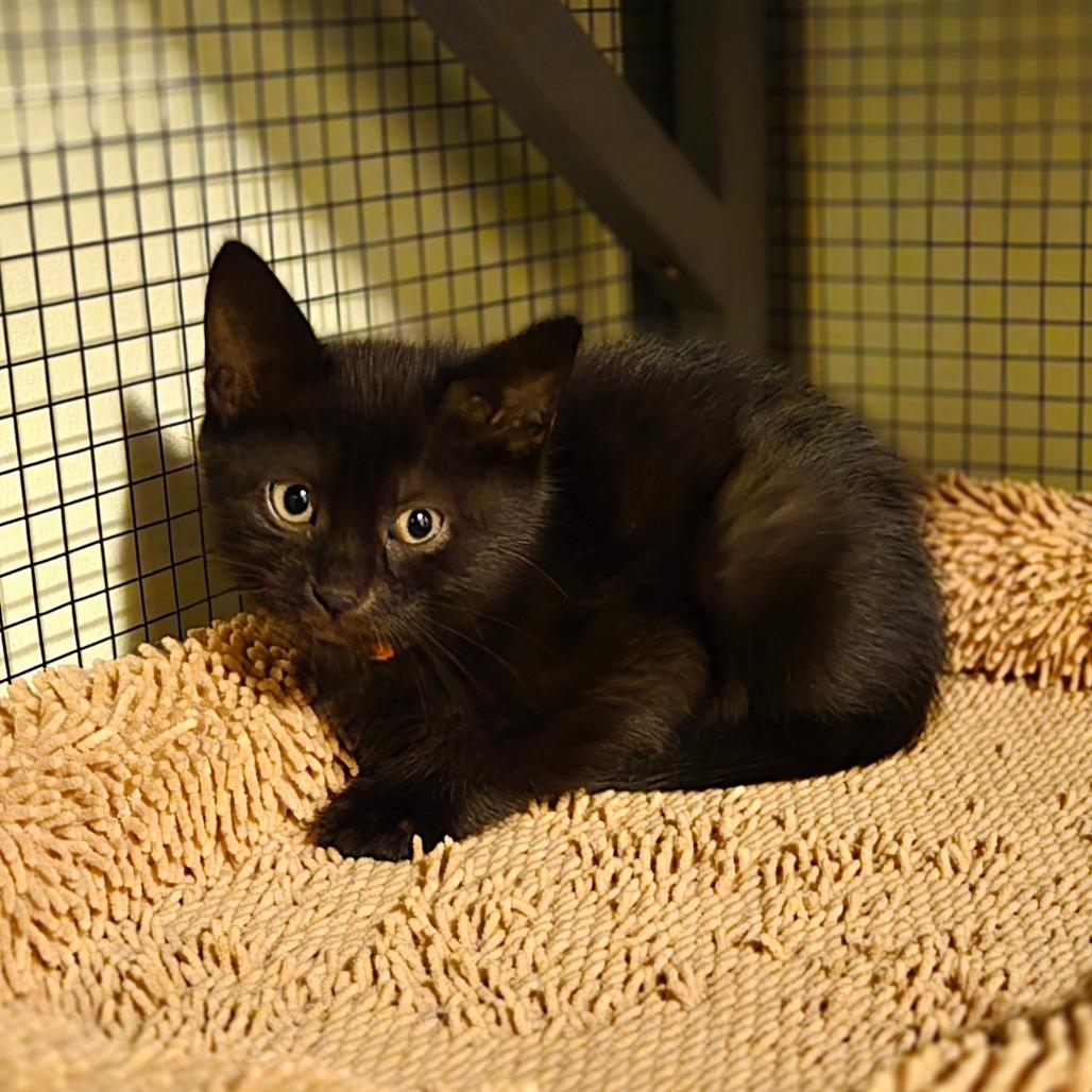 Enlarge Ozzy, a Adoptable Domestic Short Hair in Ephrata, PA image 5/6