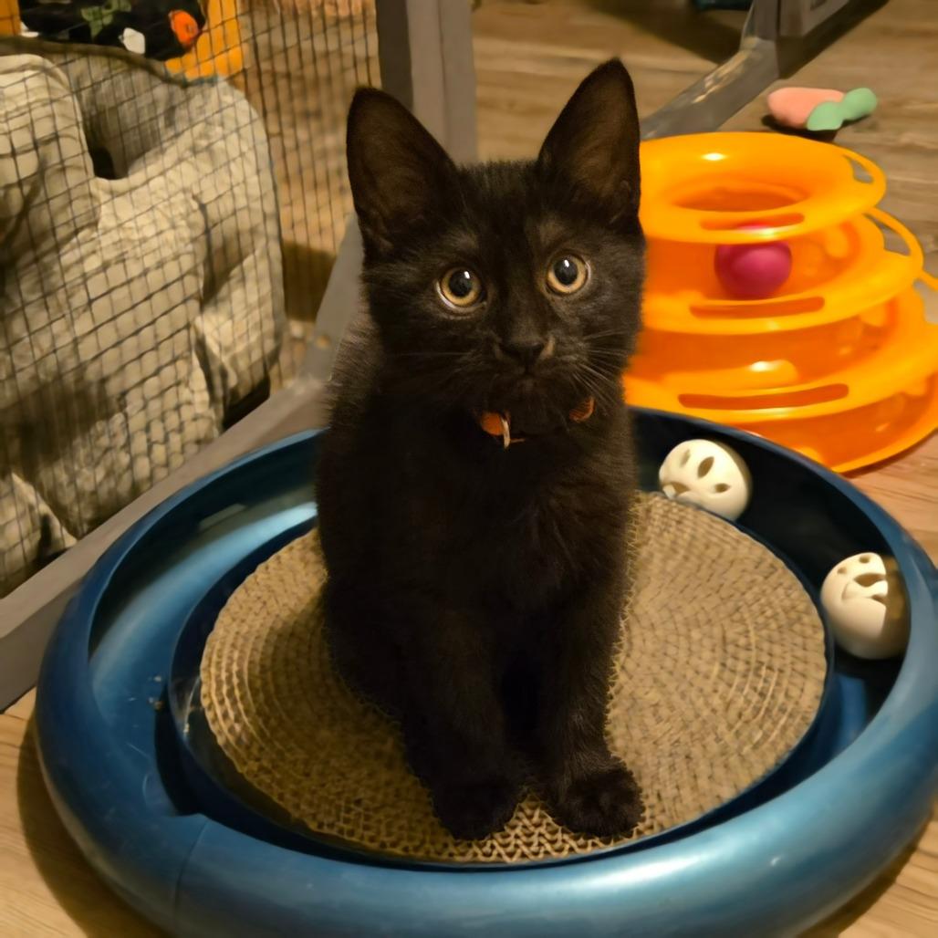 Enlarge Ozzy, a Adoptable Domestic Short Hair in Ephrata, PA image 6/6