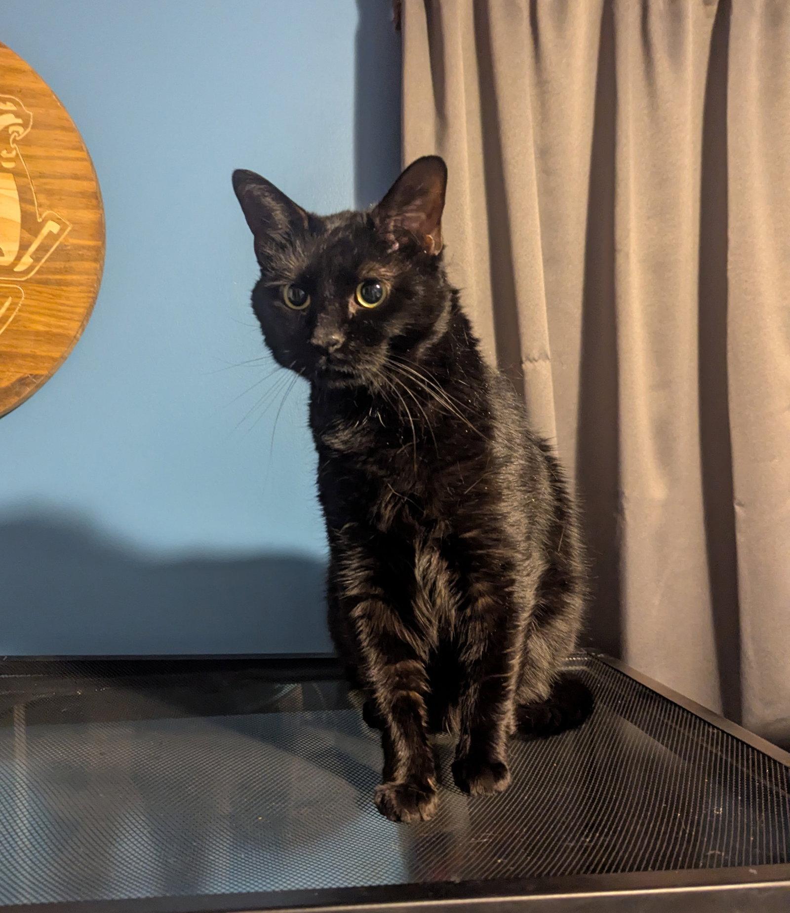 Enlarge Bryce, a Adoptable Domestic Short Hair in Harrisburg, PA image 2/3
