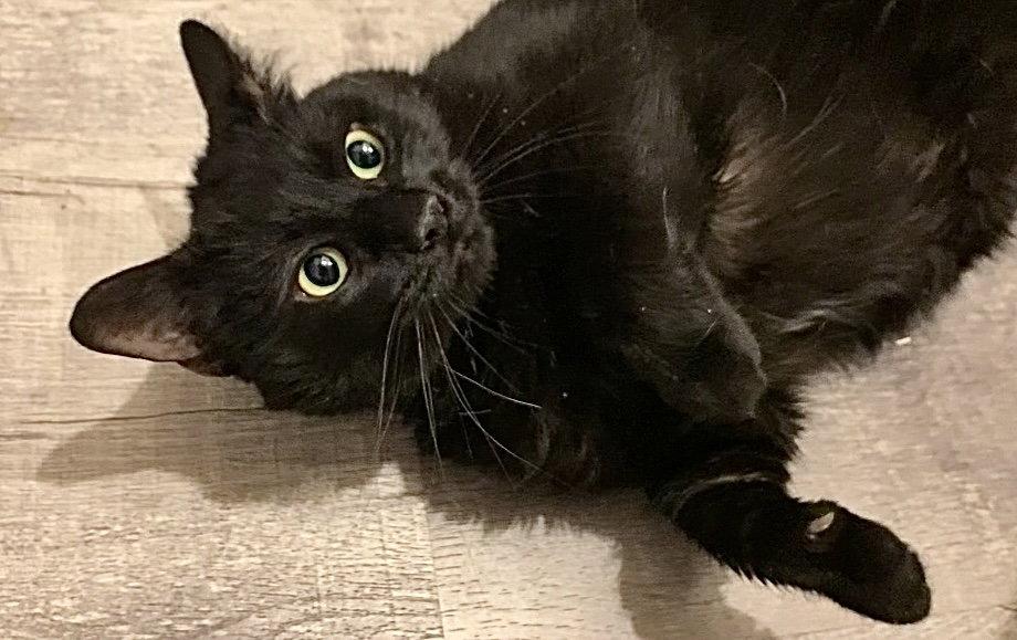 Enlarge Bryce, a Adoptable Domestic Short Hair in Harrisburg, PA image 3/3