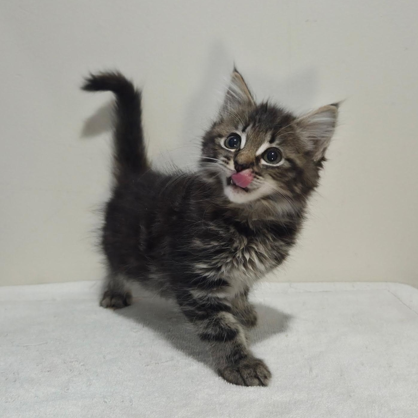 Ruto -Preadoption ONLY, Adoptable, Kitten Female Domestic Medium Hair.