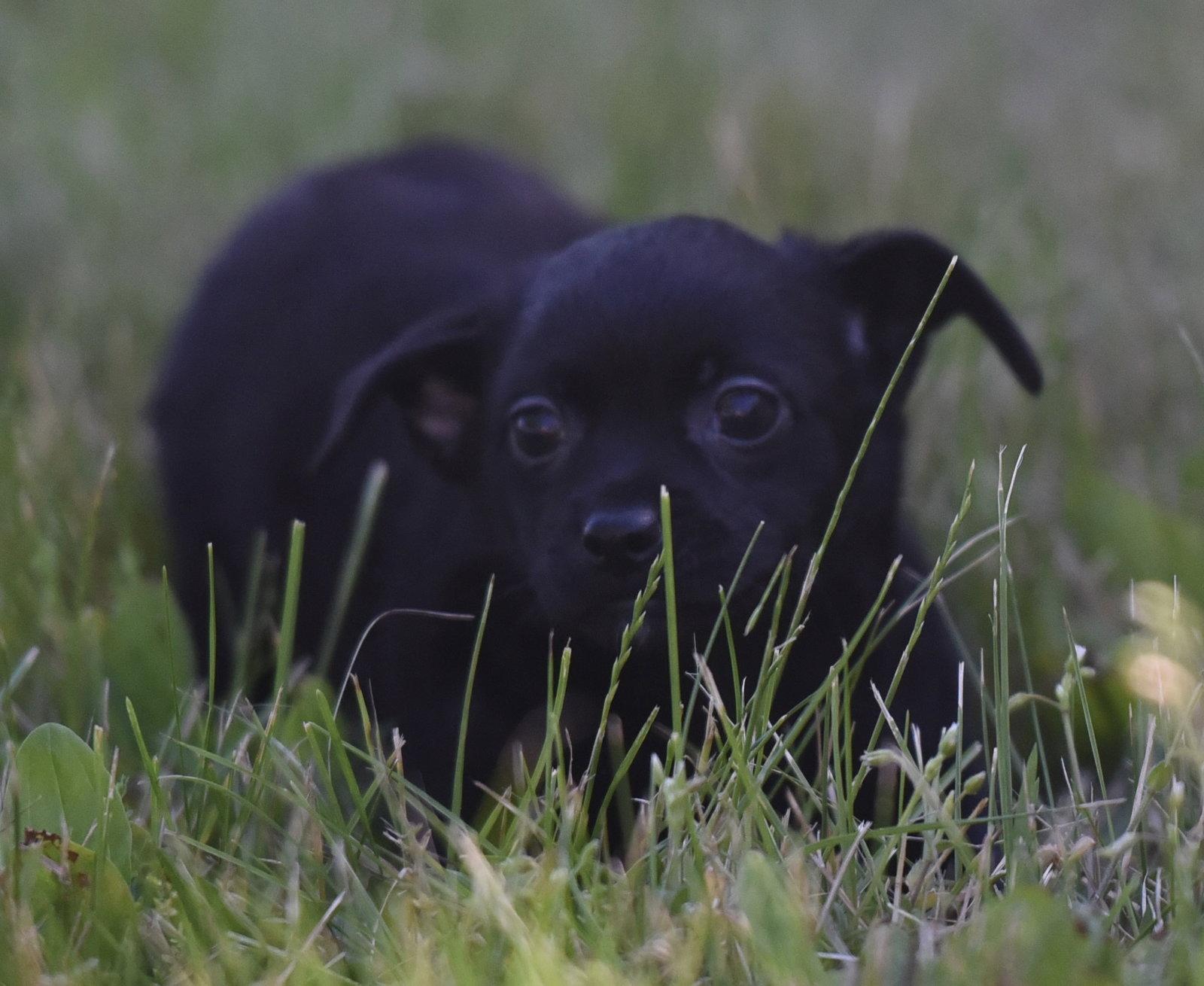 Tatiana, Adoptable, Puppy Female Chihuahua.
