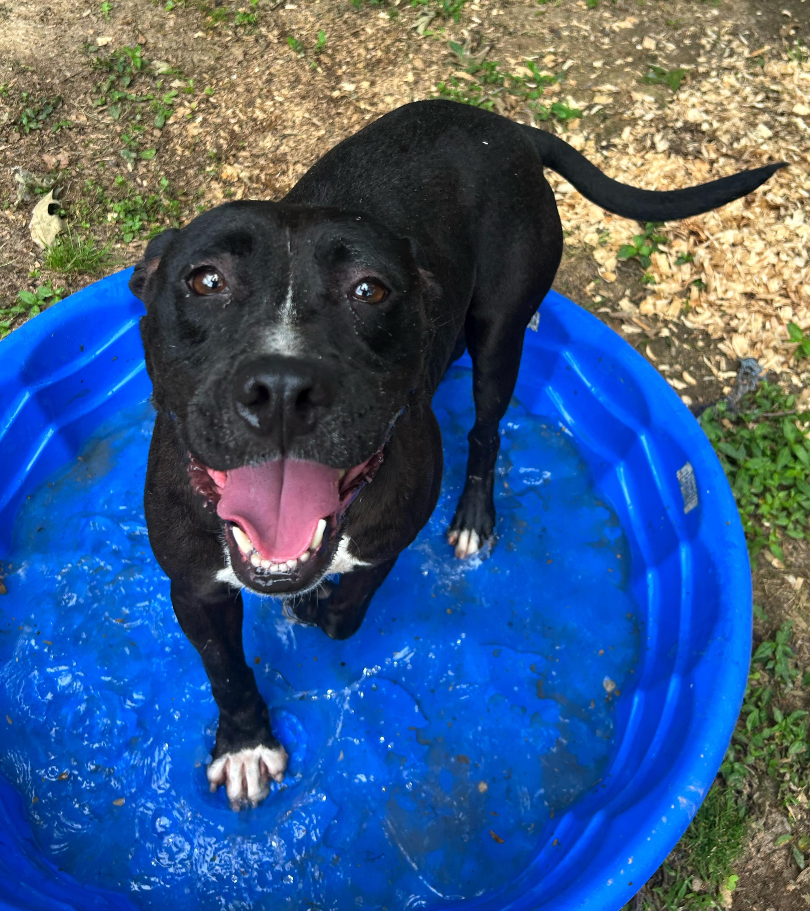 Gilbert, a Adoptable mixed breed in Greenfield, TN image 1/4