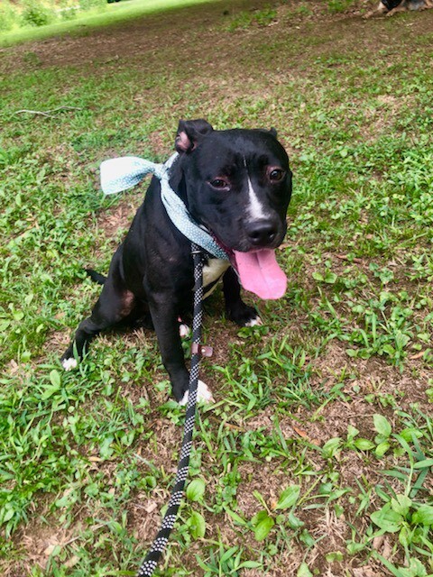 Enlarge Gilbert, a Adoptable mixed breed in Greenfield, TN image 1/4