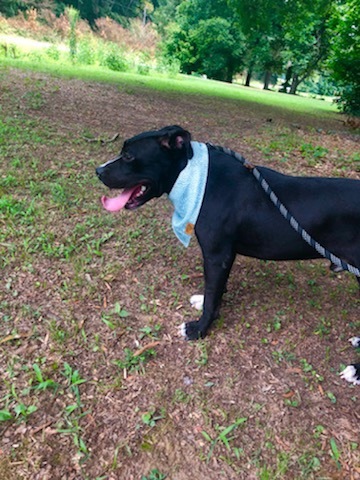 Enlarge Gilbert, a Adoptable mixed breed in Greenfield, TN image 2/4