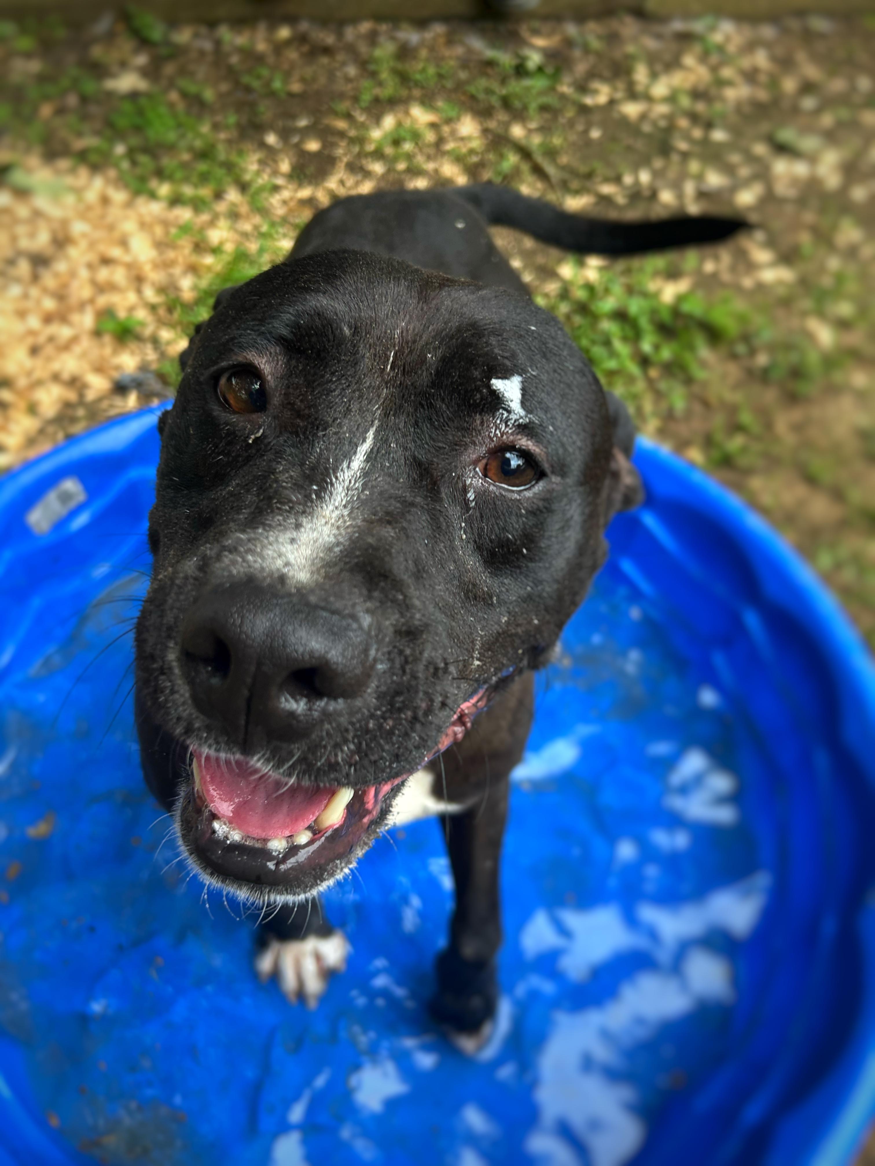 Gilbert, a Adoptable mixed breed in Greenfield, TN image 4/4