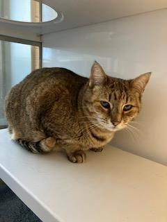 Kitty K., a Adoptable Domestic Short Hair in Mustang, OK image 2/2