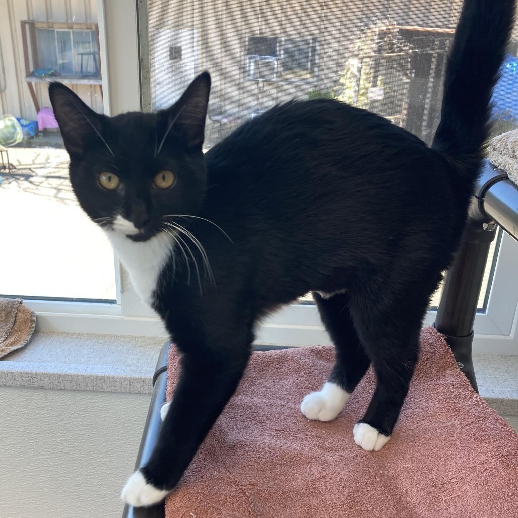 Frijolita, Adoptable, Kitten Female Domestic Short Hair.