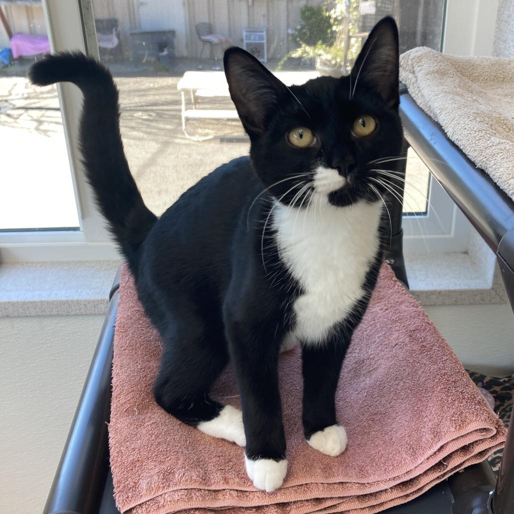 Enlarge Frijolita, a Adoptable Domestic Short Hair in St. Helena, CA image 2/3