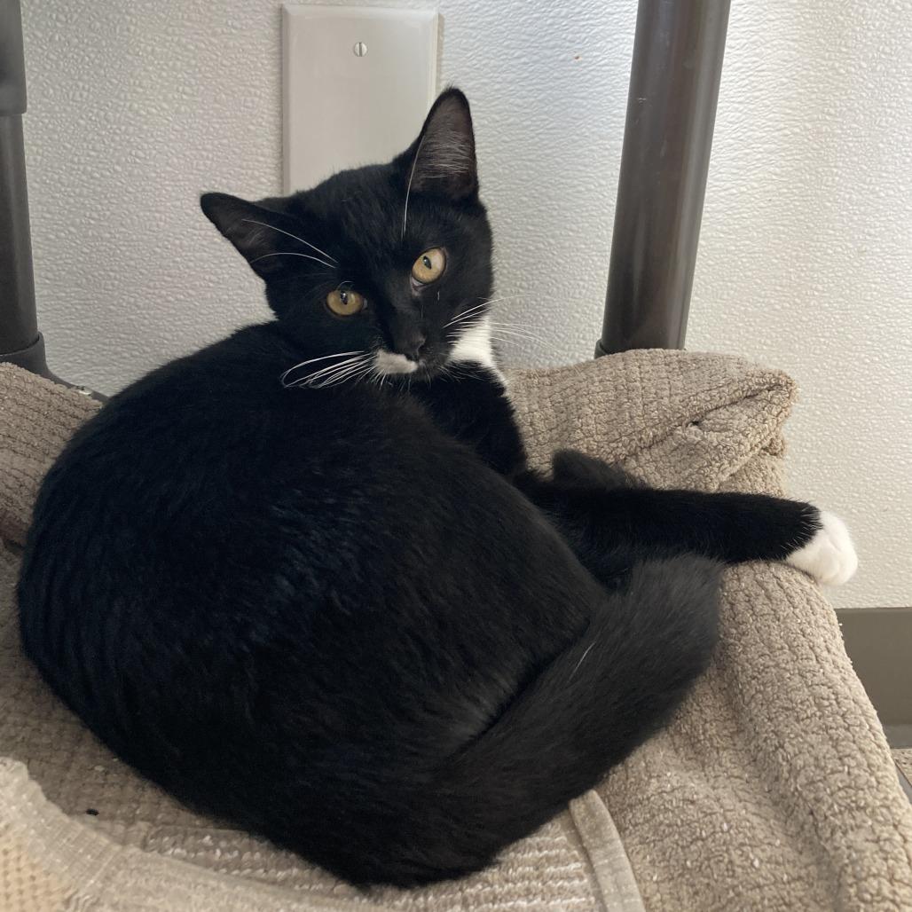 Enlarge Frijolita, a Adoptable Domestic Short Hair in St. Helena, CA image 1/4