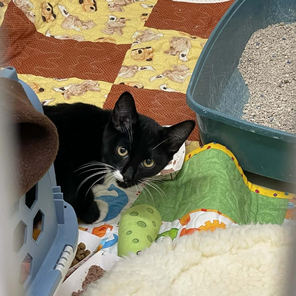 Enlarge Frijolita, a Adoptable Domestic Short Hair in St. Helena, CA image 2/4