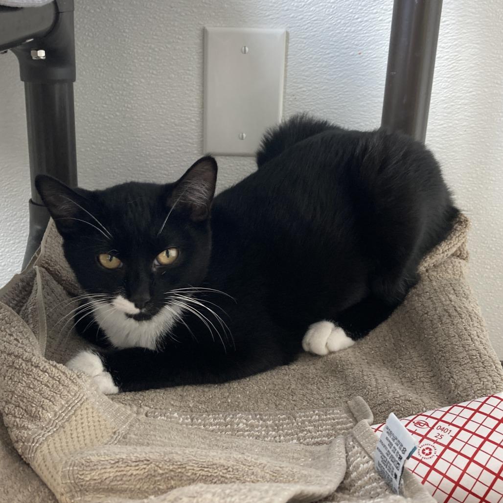 Enlarge Frijolita, a Adoptable Domestic Short Hair in St. Helena, CA image 3/4