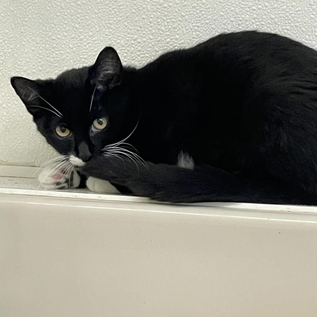 Enlarge Frijolita, a Adoptable Domestic Short Hair in St. Helena, CA image 4/4