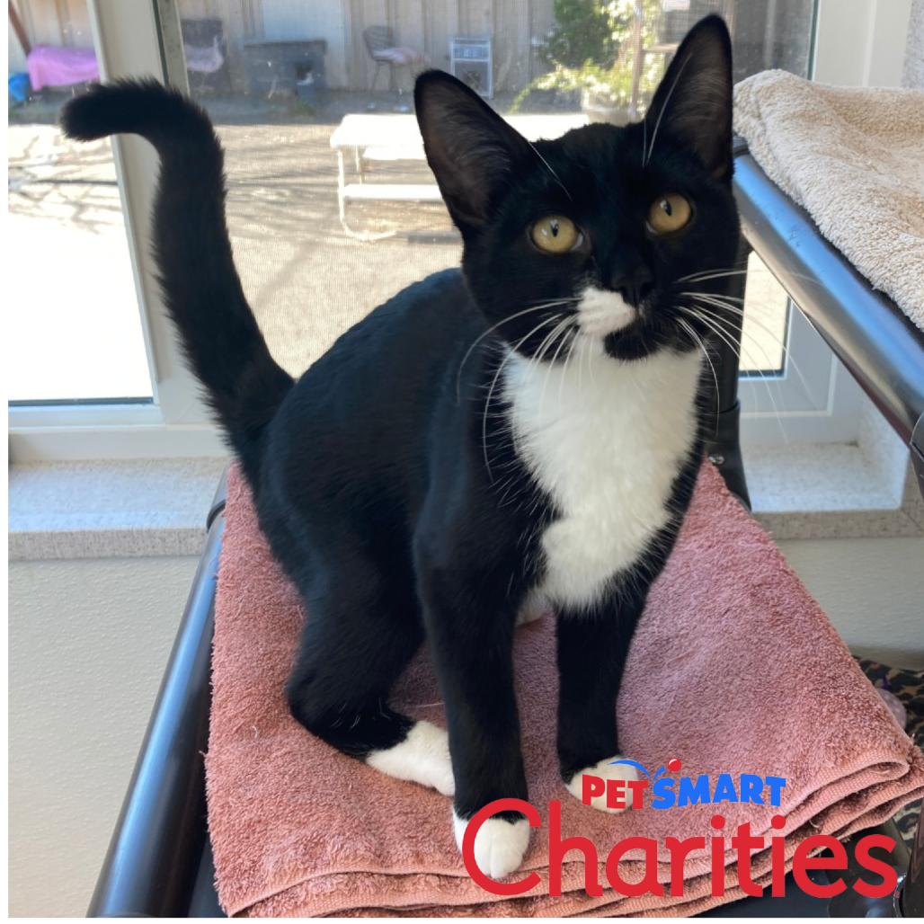 Frijolita, a Adoptable Domestic Short Hair in St. Helena, CA image 4/5