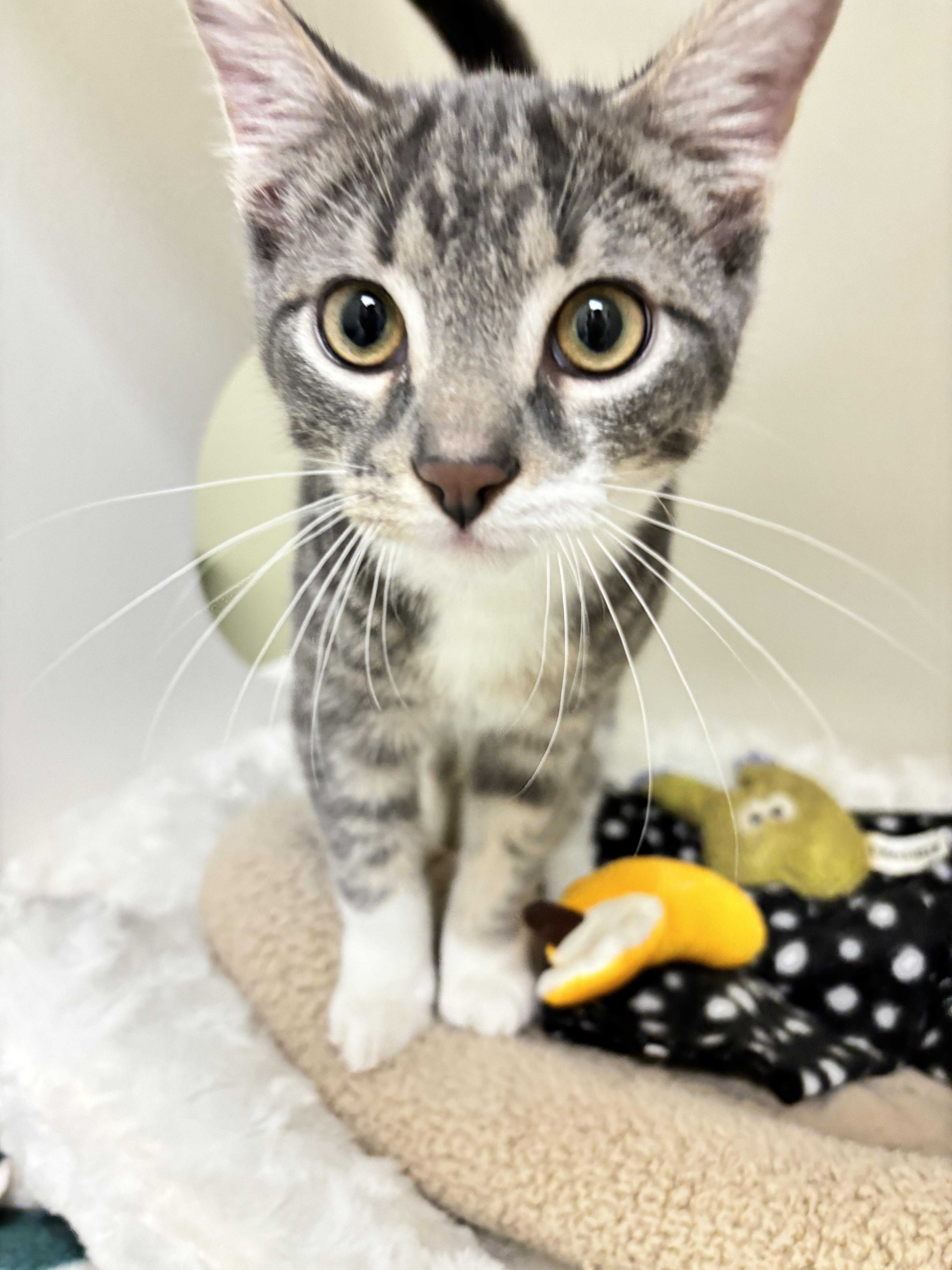 Pepper, a Adopted mixed breed in Terryville, CT image 1/5