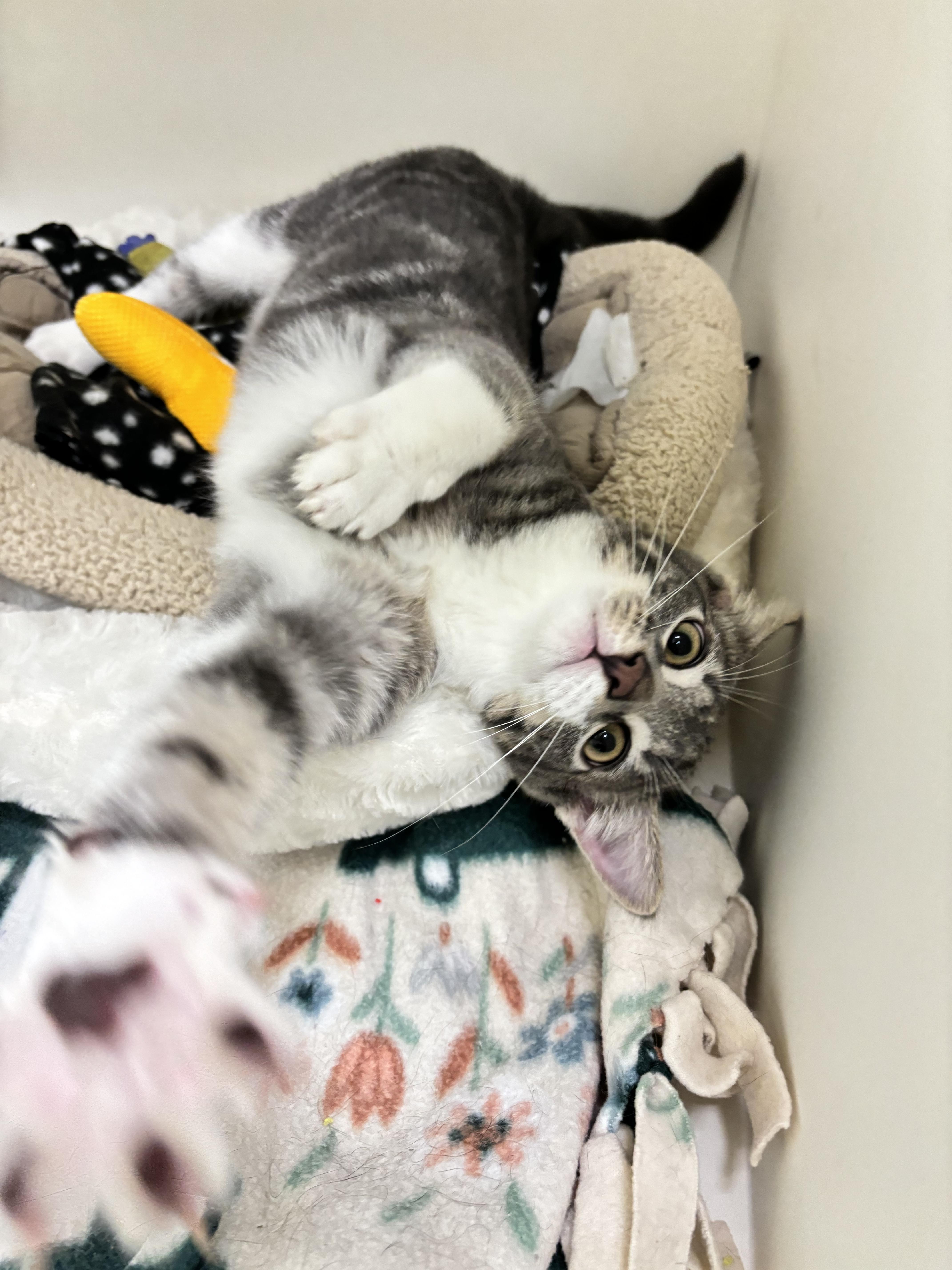 Pepper, a Adopted mixed breed in Terryville, CT image 3/5