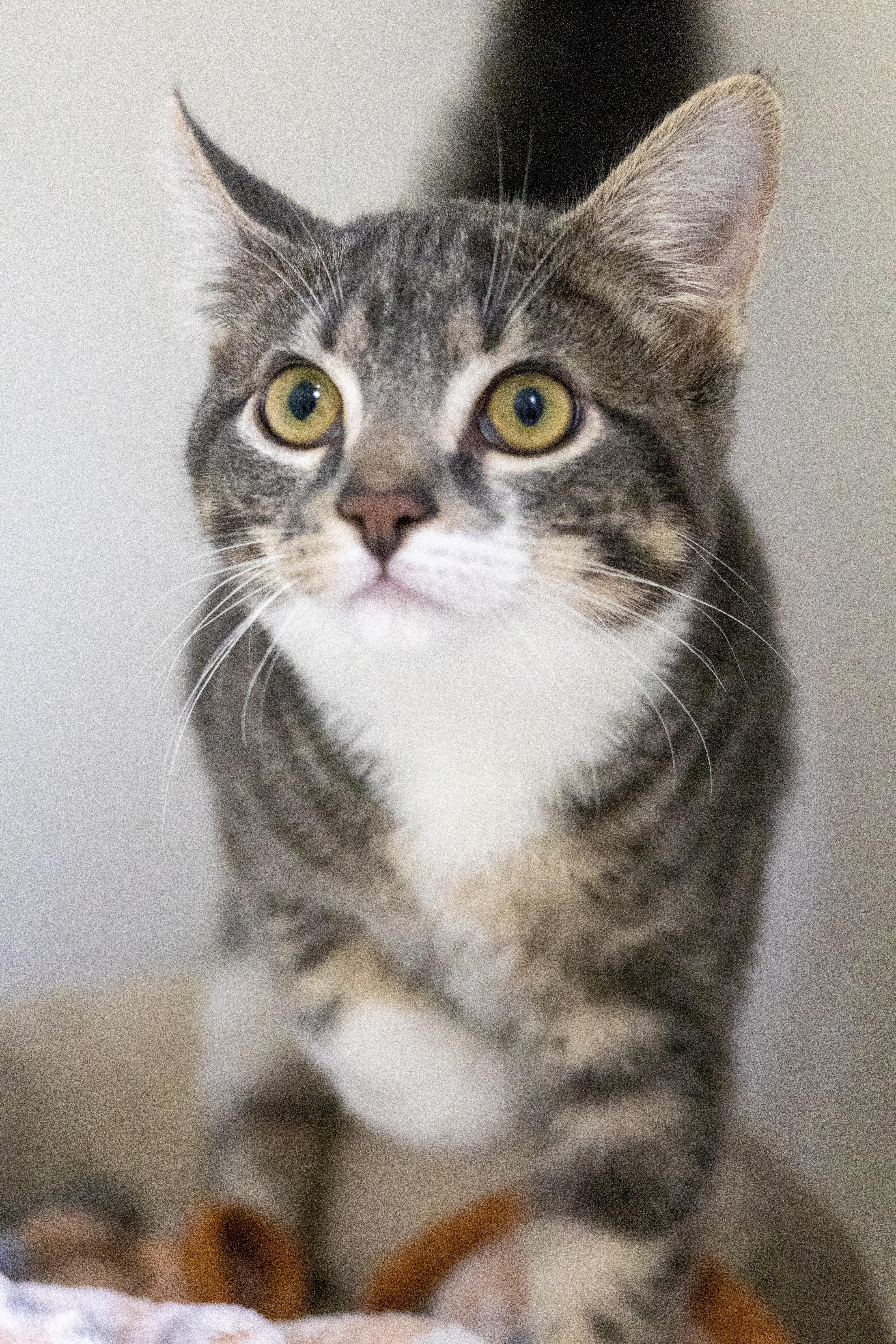 Pepper, a Adopted mixed breed in Terryville, CT image 4/5