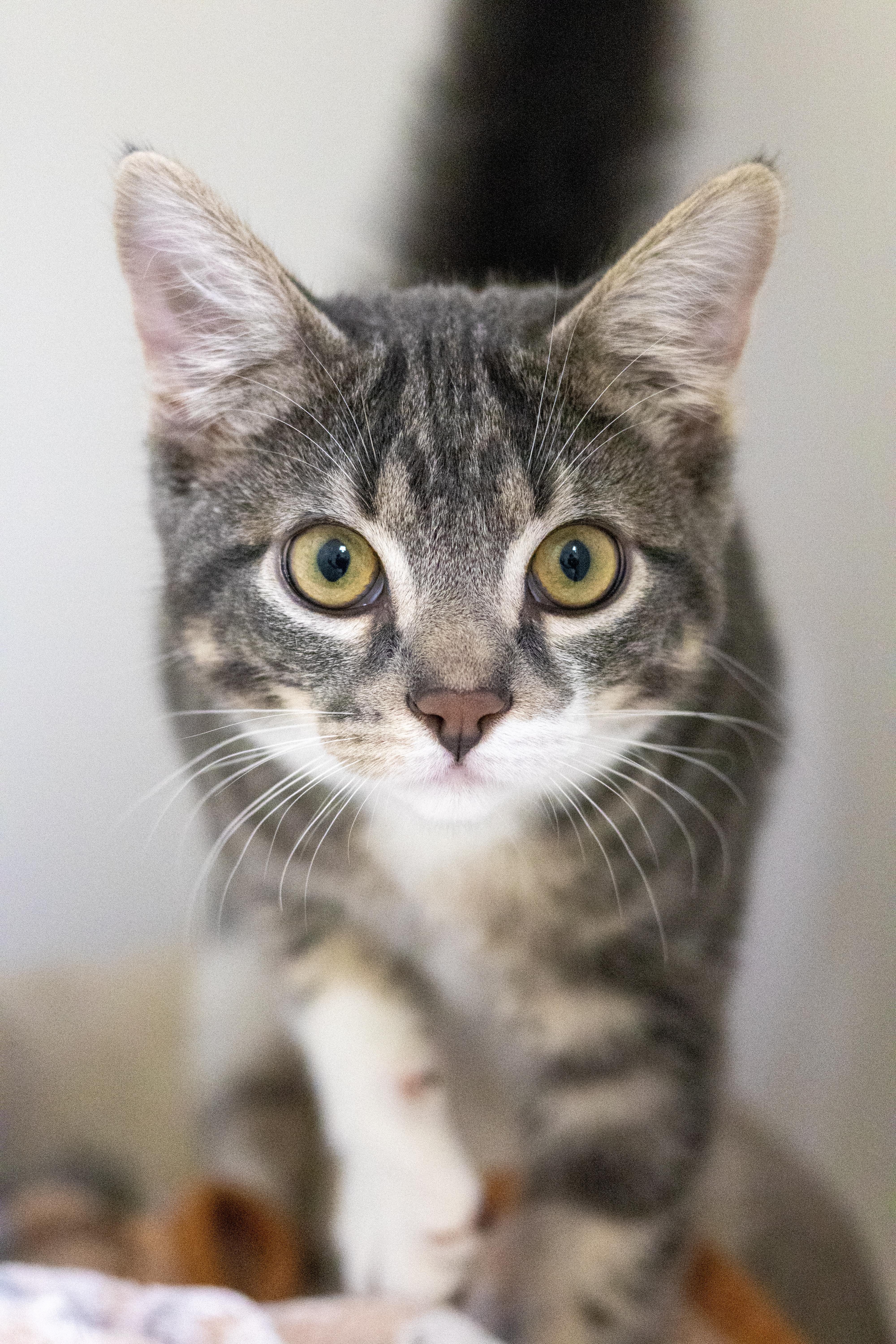 Pepper, a Adopted mixed breed in Terryville, CT image 5/5