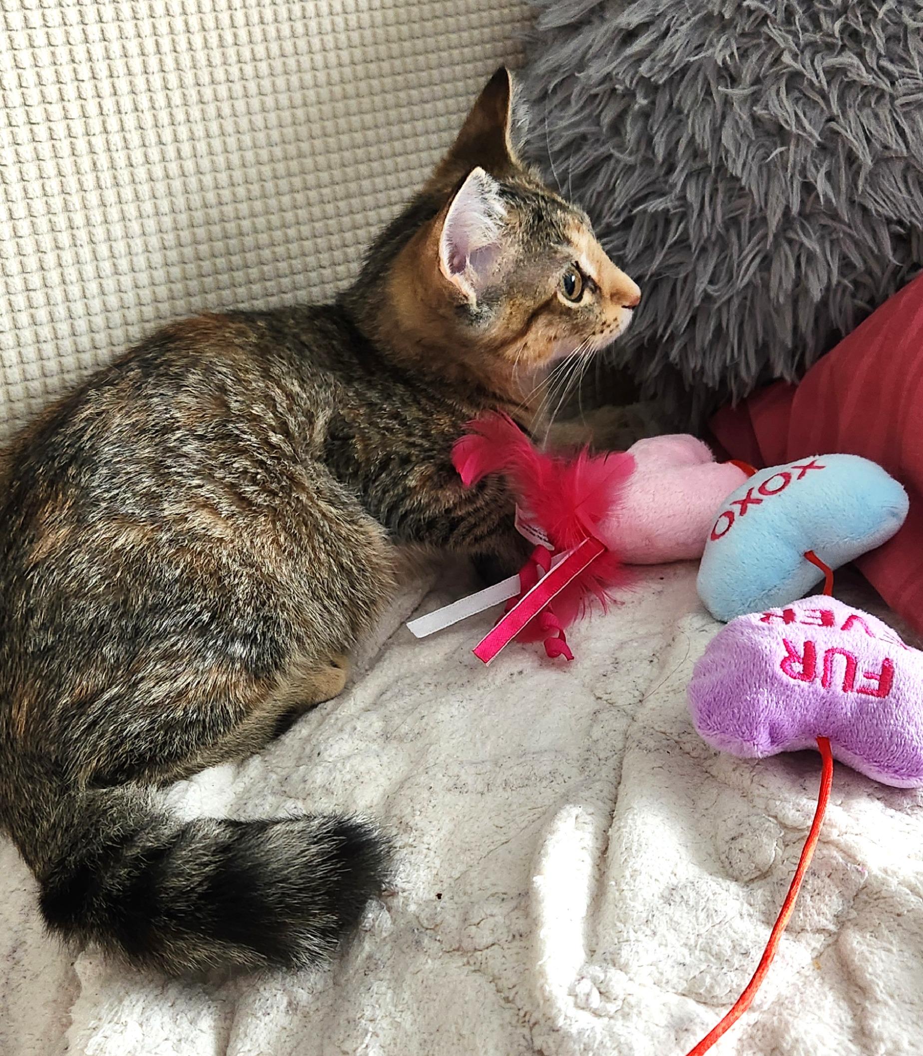 Gracie, a ADOPTABLE mixed breed in Lombard, IL image 3/5