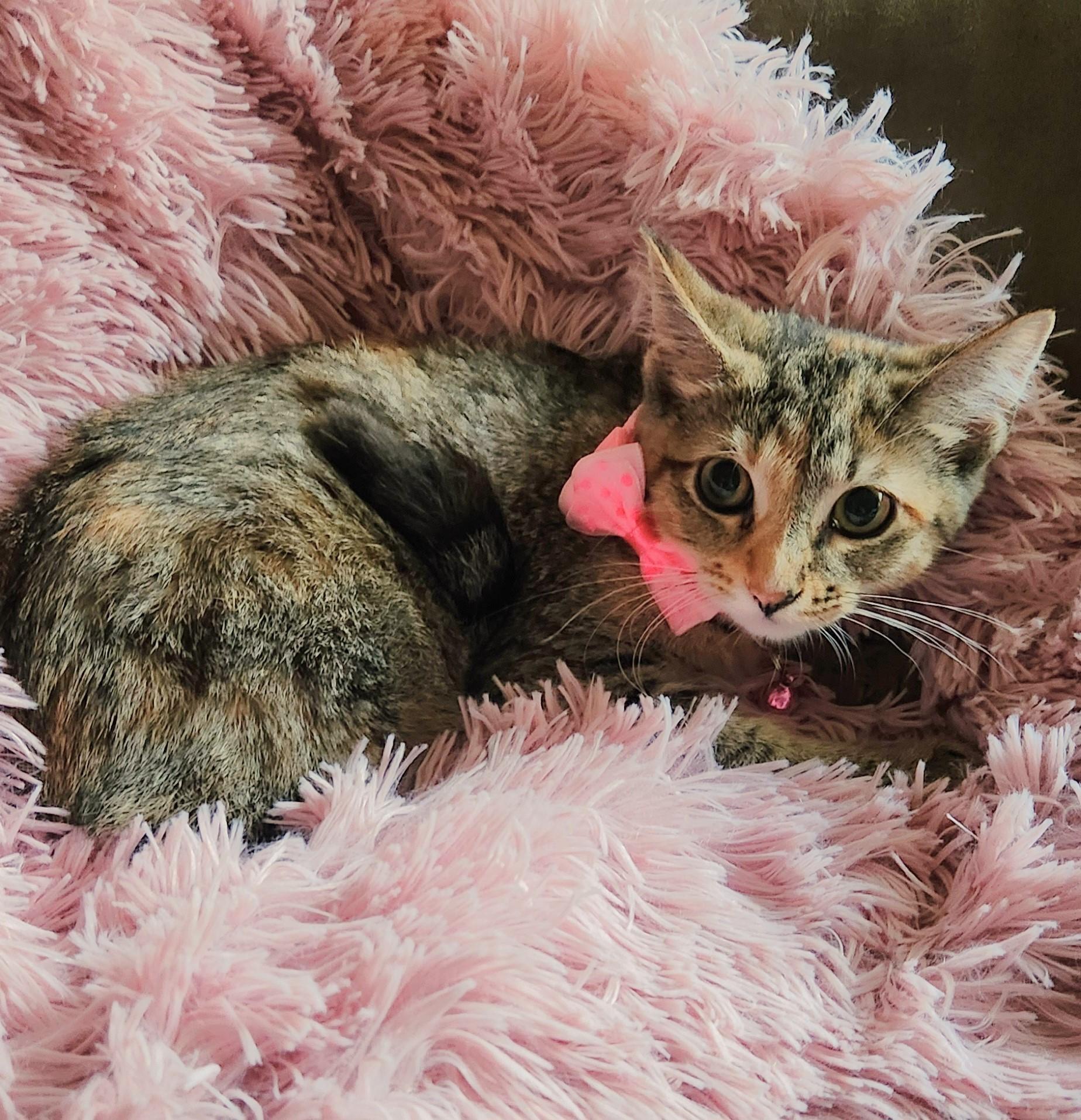 Gracie, ADOPTABLE, Kitten Female Torbie & Domestic Short Hair.