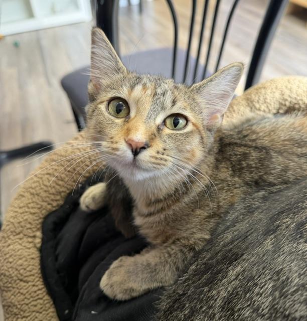 Enlarge Gracie, a Adoptable mixed breed in Lombard, IL image 5/6