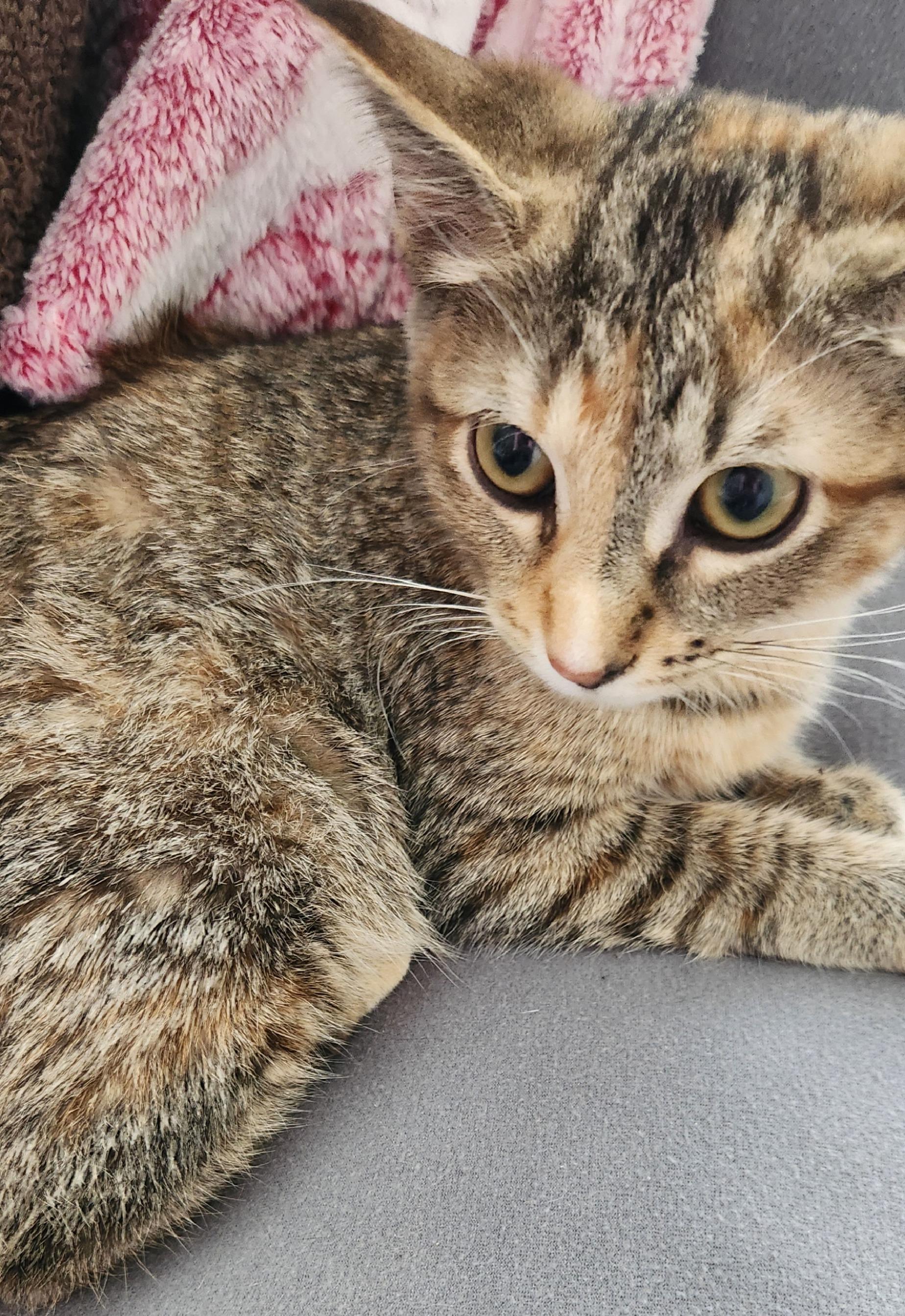 Gracie, a ADOPTABLE mixed breed in Lombard, IL image 2/5
