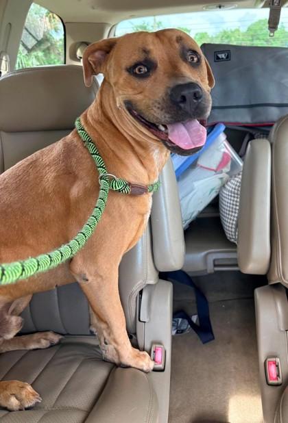 Enlarge Nike, a ADOPTABLE mixed breed in Inverness, FL image 2/4