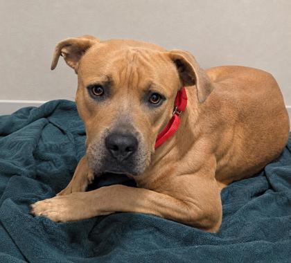 Enlarge Nike, a ADOPTABLE mixed breed in Inverness, FL image 3/4