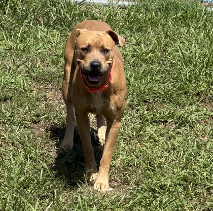 Enlarge Nike, a ADOPTABLE mixed breed in Inverness, FL image 4/4